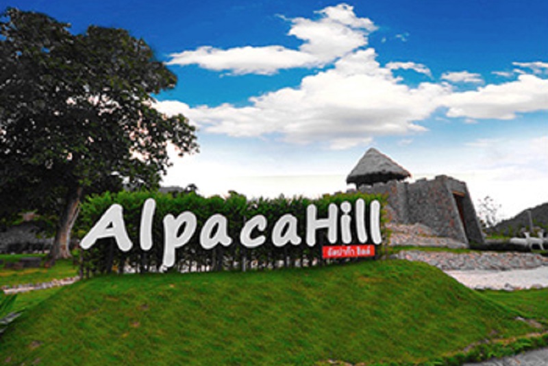 在拉差汶里府的「Alpaca Hill 」主題農場，和超可愛草泥馬有個約